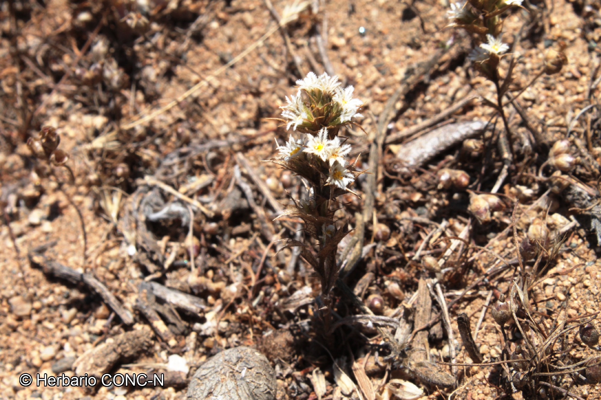 Triptilion gibbosum [Imagen de galería: 29228]