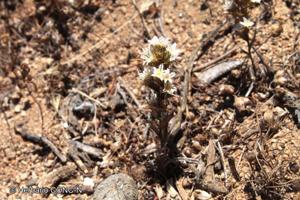 Triptilion gibbosum [Imagen de galería: 29228]
