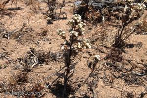 Triptilion gibbosum [Imagen de galería: 29229]