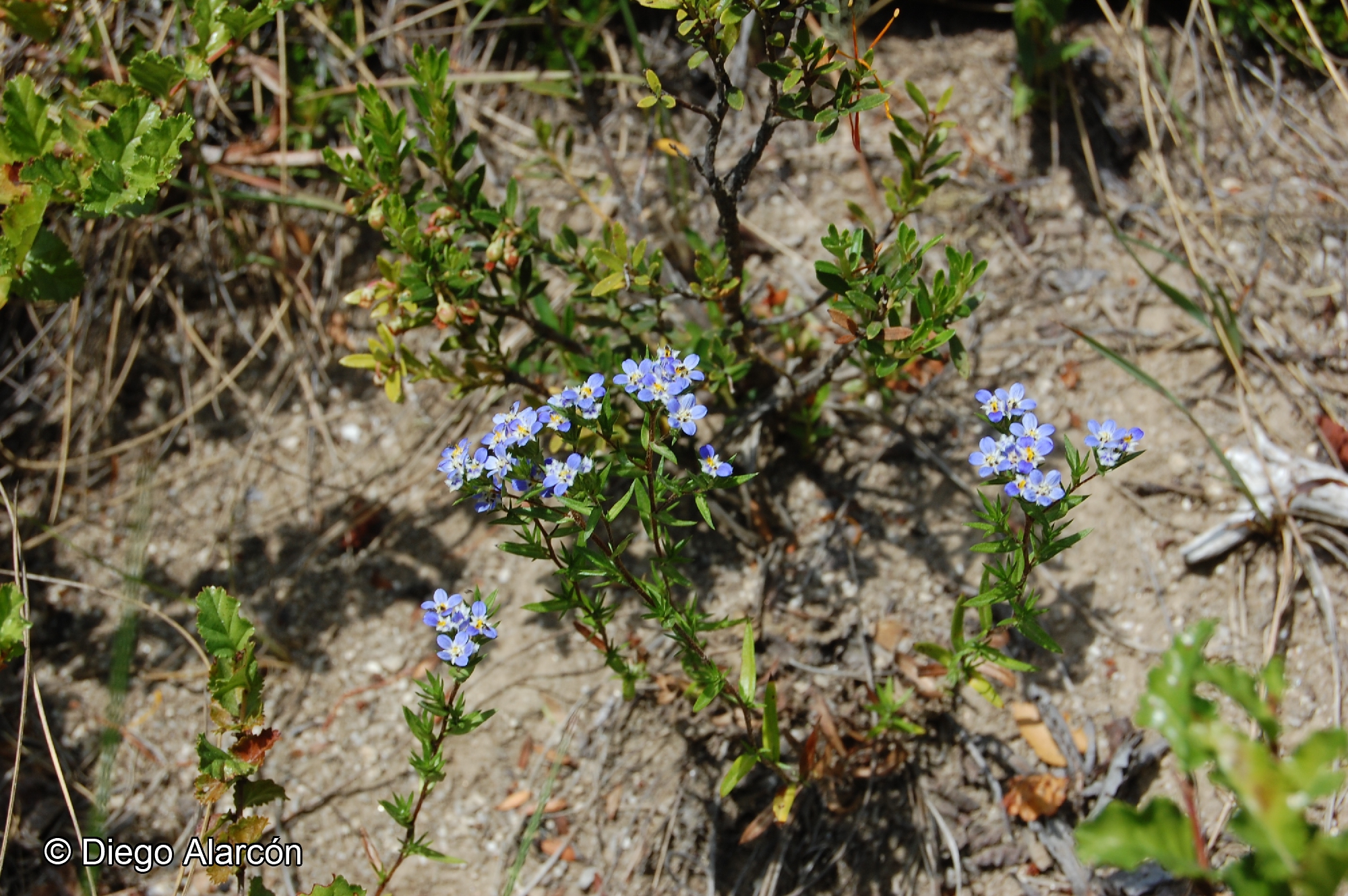 Triptilion spinosum [Imagen de galería: 29230]