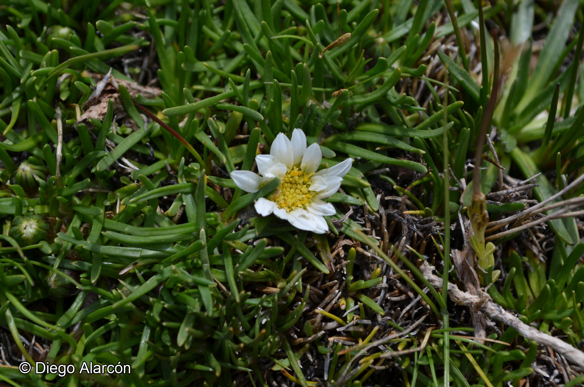 Werneria pygmaea [Imagen de galería: 29240]