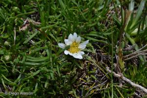 Werneria pygmaea [Imagen de galería: 29240]