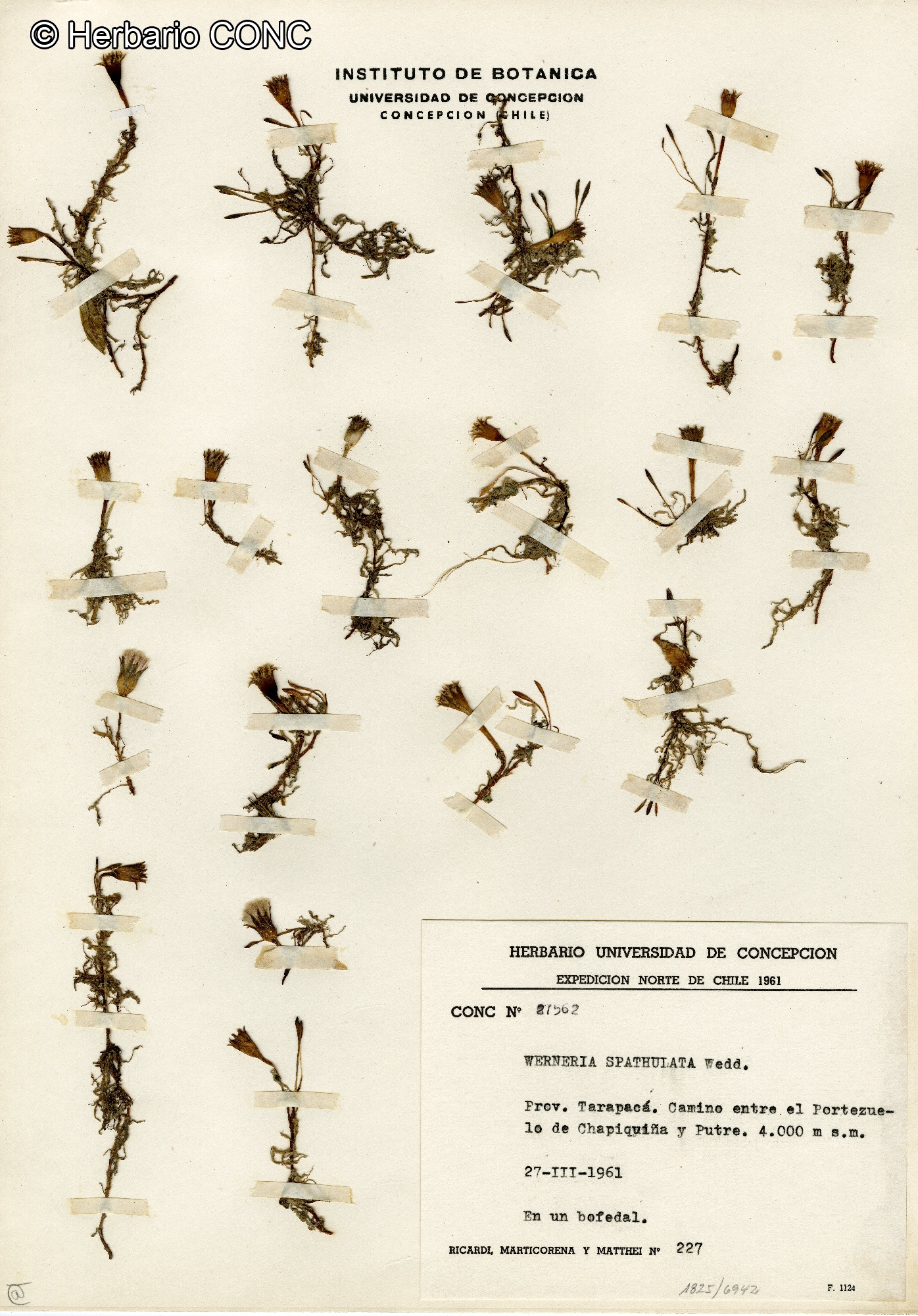 Werneria spathulata [Imagen de galería: 29241]