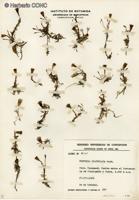 Werneria spathulata [Imagen de galería: 29241]