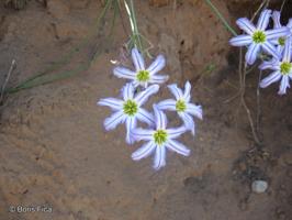 Leucocoryne vittata [Imagen de galería: 30015]