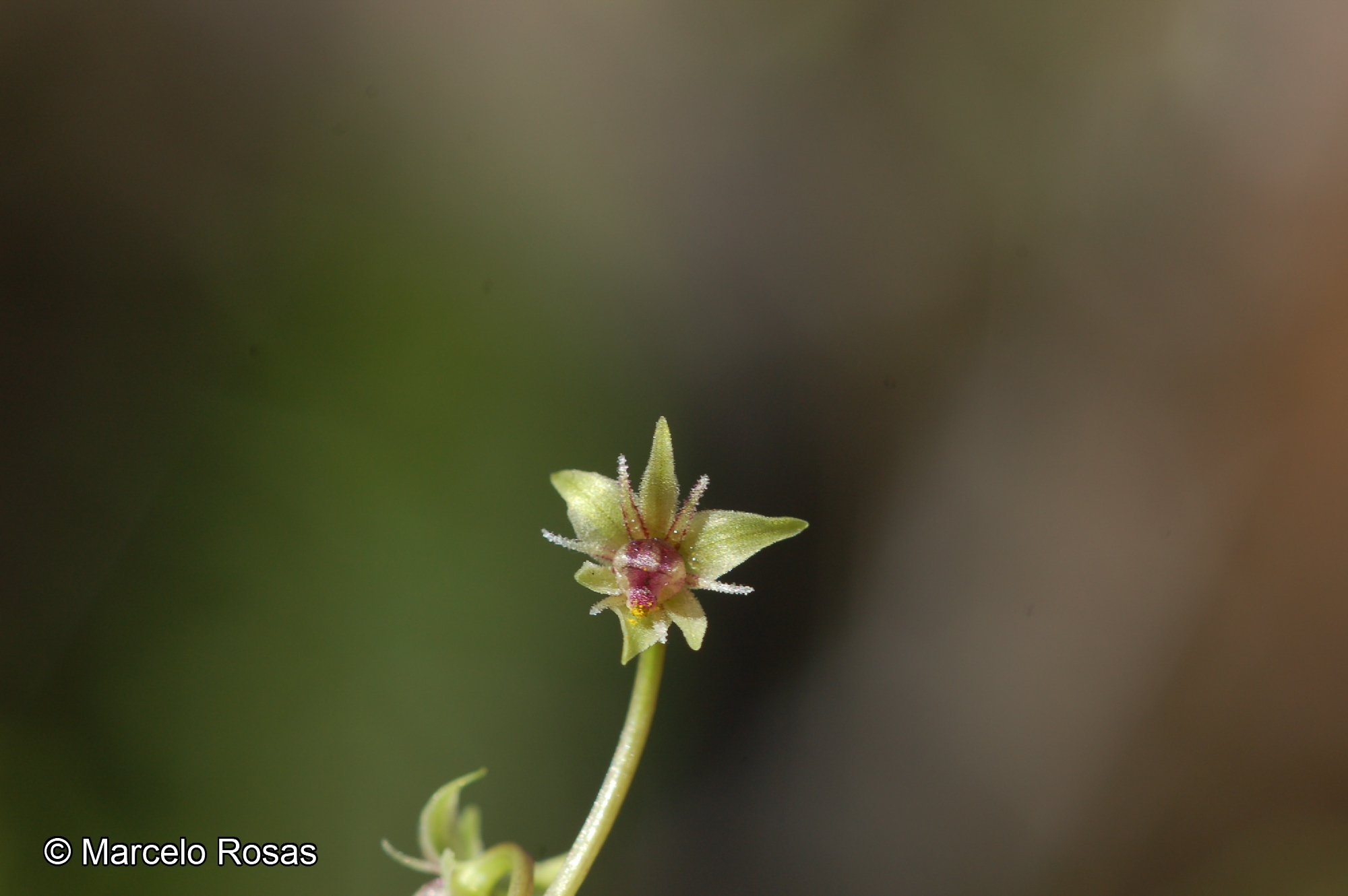 Miersia cornuta [Imagen de galería: 30019]