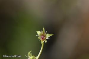 Miersia cornuta [Imagen de galería: 30019]
