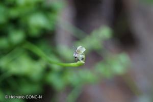 Miersia cornuta [Imagen de galería: 30020]