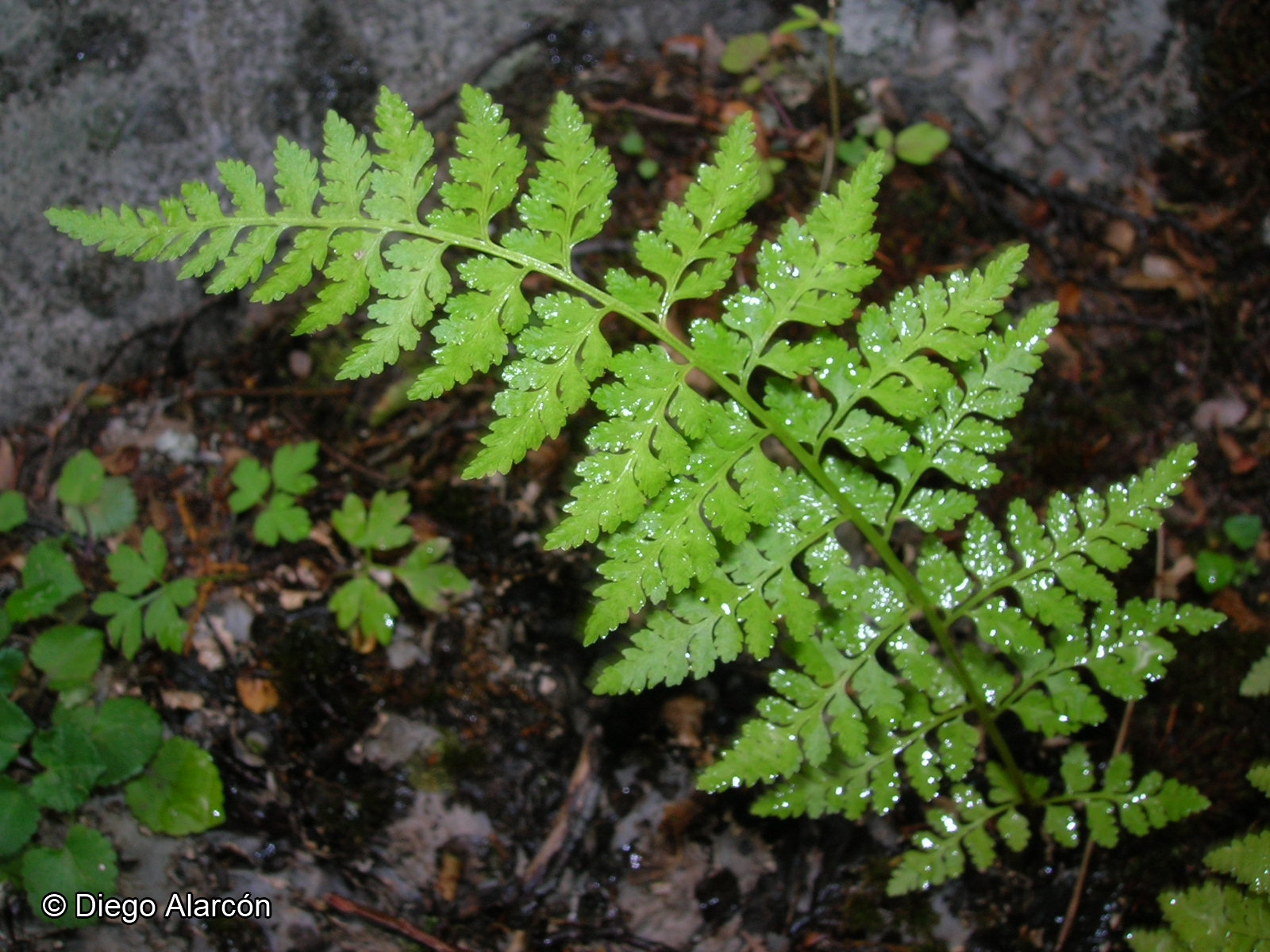 Cystopteris apiiformis [Imagen de galería: 27904]