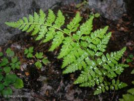 Cystopteris apiiformis [Imagen de galería: 27904]