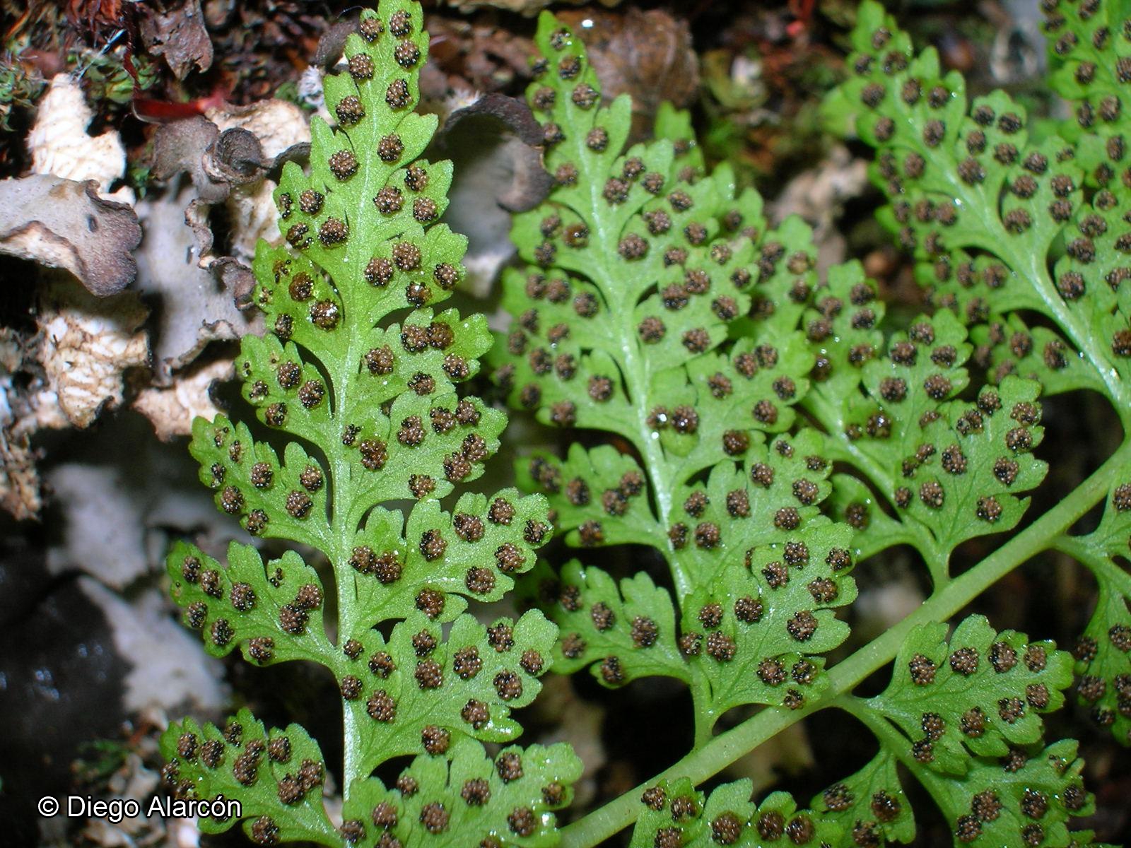 Cystopteris apiiformis [Imagen de galería: 27905]