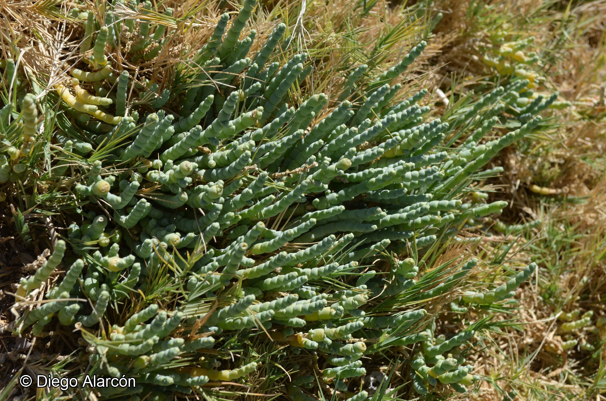 Salicornia andina [Imagen de galería: 26955]