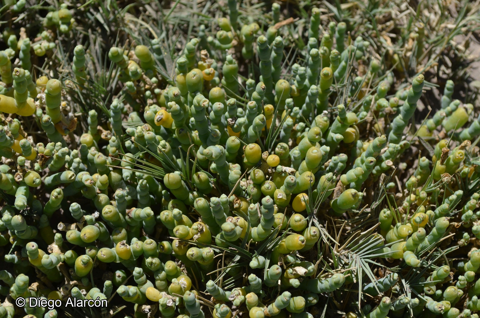 Salicornia andina [Imagen de galería: 26957]