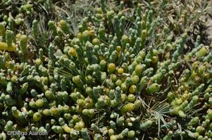 Salicornia andina [Imagen de galería: 26957]