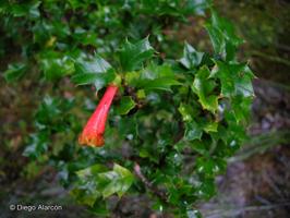 Desfontainia fulgens [Imagen de galería: 26967]