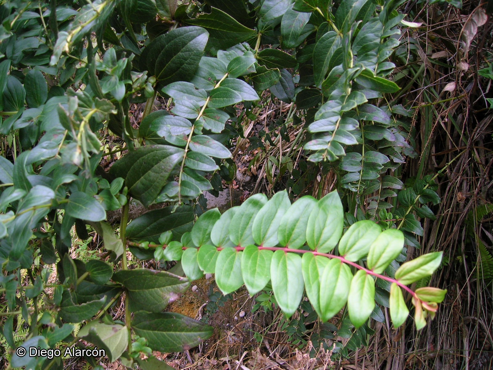 Coriaria ruscifolia [Imagen de galería: 26979]