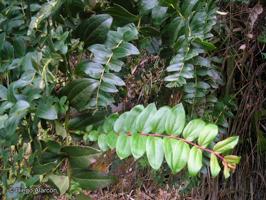 Coriaria ruscifolia [Imagen de galería: 26979]