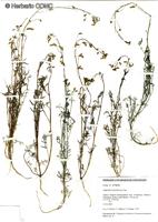 Adesmia filifolia [Imagen de galería: 27151]