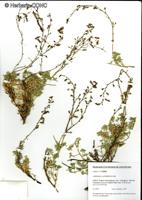 Adesmia landbeckii [Imagen de galería: 27170]