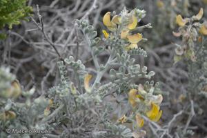 Adesmia littoralis [Imagen de galería: 27174]