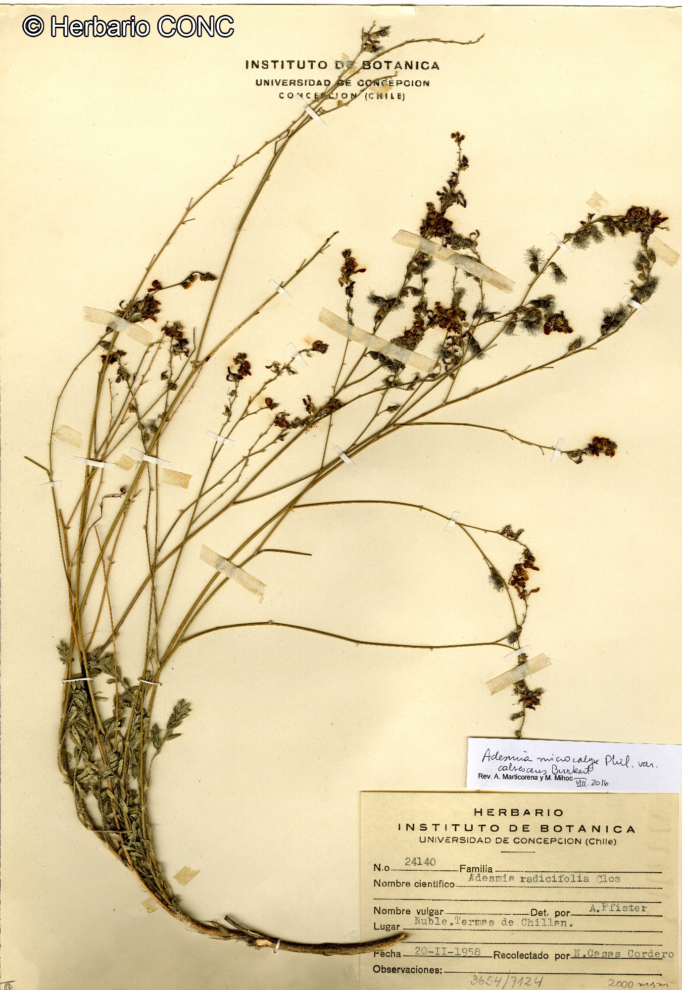 Adesmia microcalyx var. calvescens [Imagen de galería: 27185]