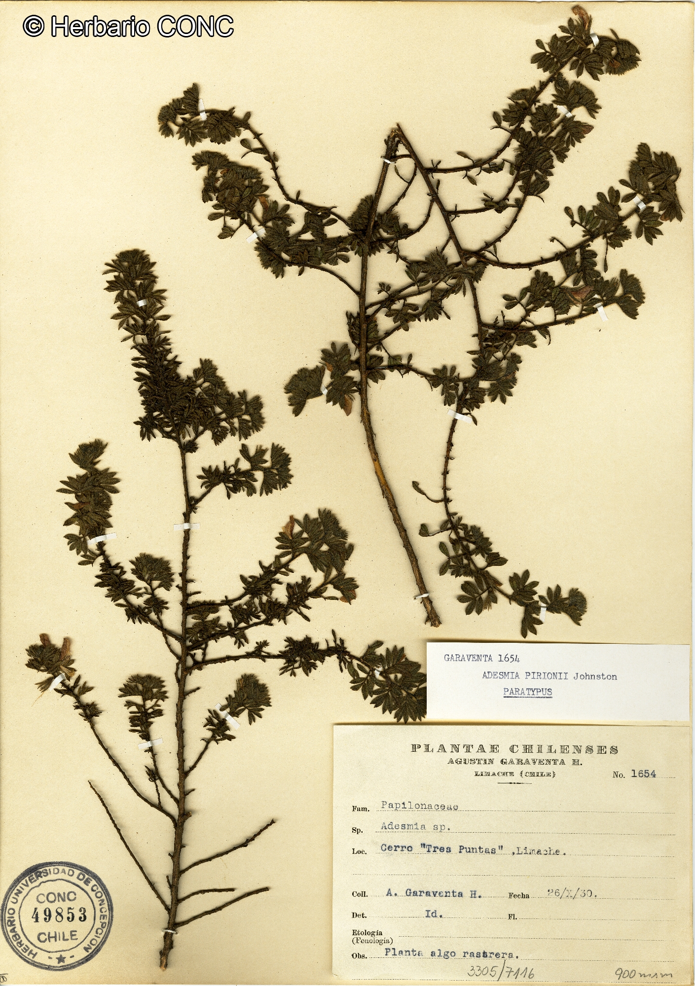 Adesmia pirionii [Imagen de galería: 27208]