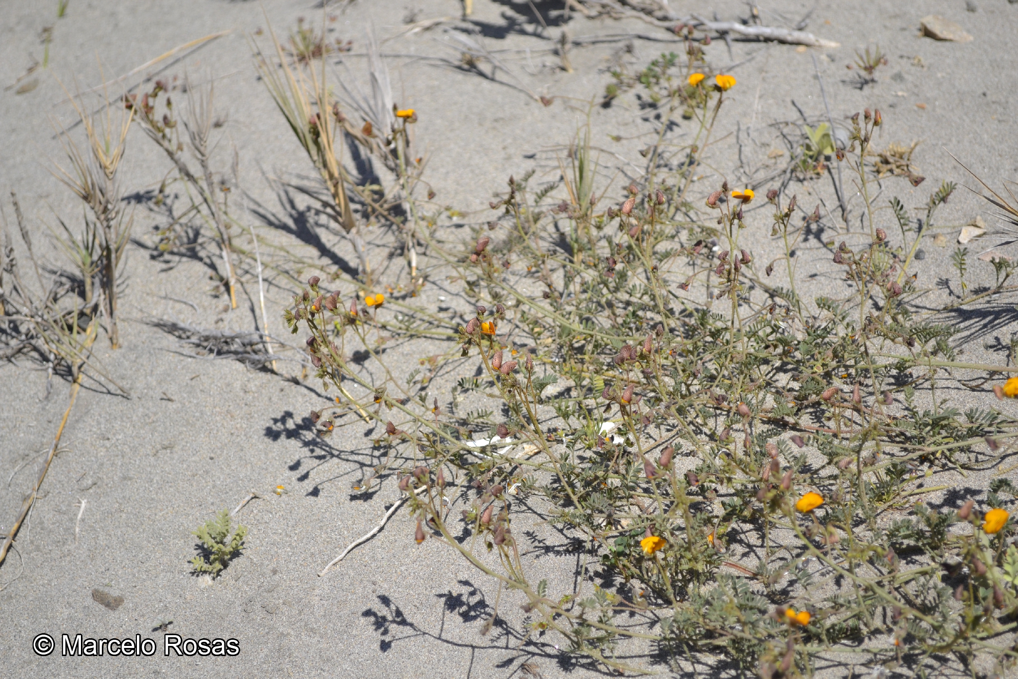 Adesmia reclinata [Imagen de galería: 27223]