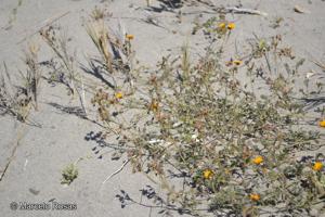 Adesmia reclinata [Imagen de galería: 27223]