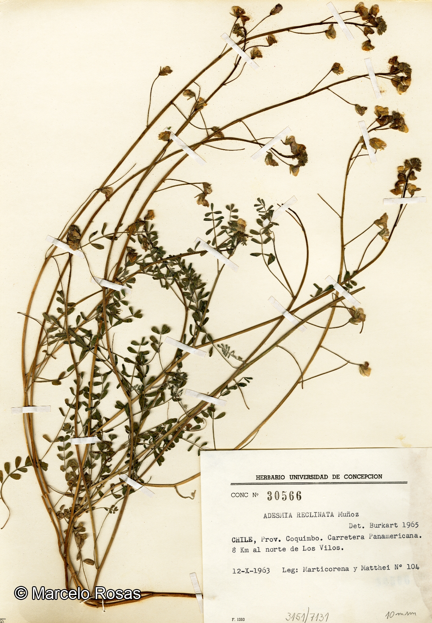 Adesmia reclinata [Imagen de galería: 27224]