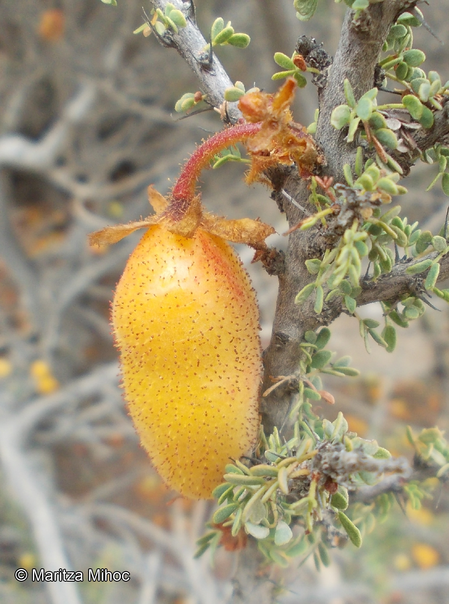 Balsamocarpon brevifolium [Imagen de galería: 27344]