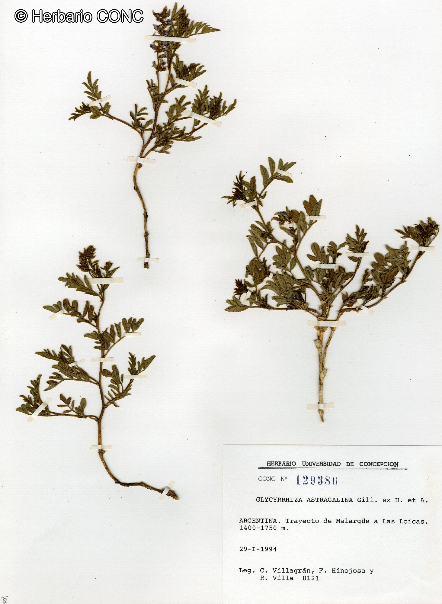 Glycyrrhiza astragalina [Imagen de galería: 27360]