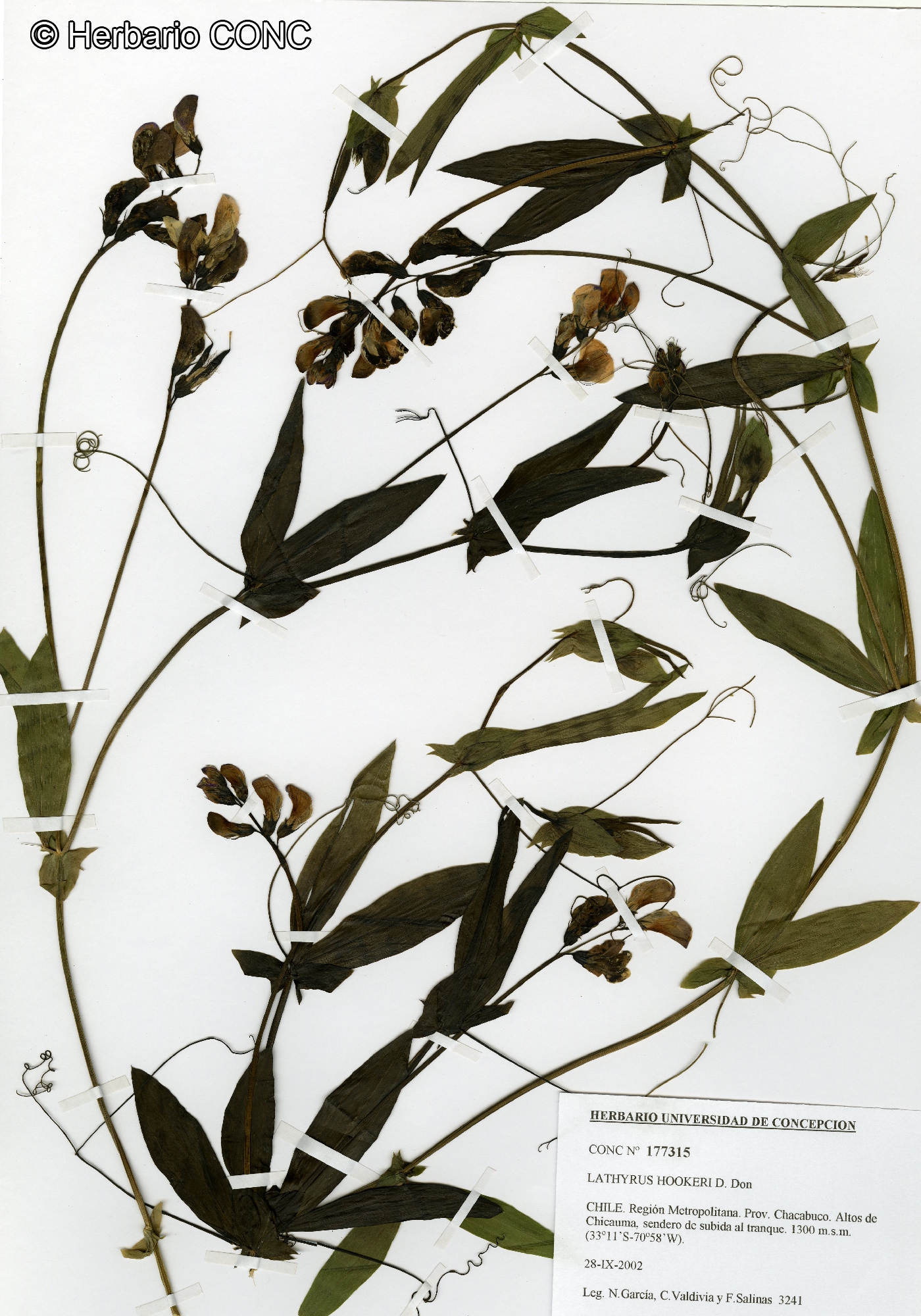 Lathyrus hookeri [Imagen de galería: 27371]