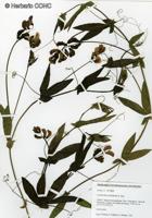 Lathyrus hookeri [Imagen de galería: 27371]