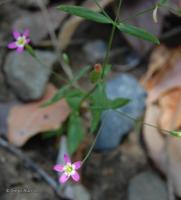 Centaurium cachanlahuen [Imagen de galería: 27467]
