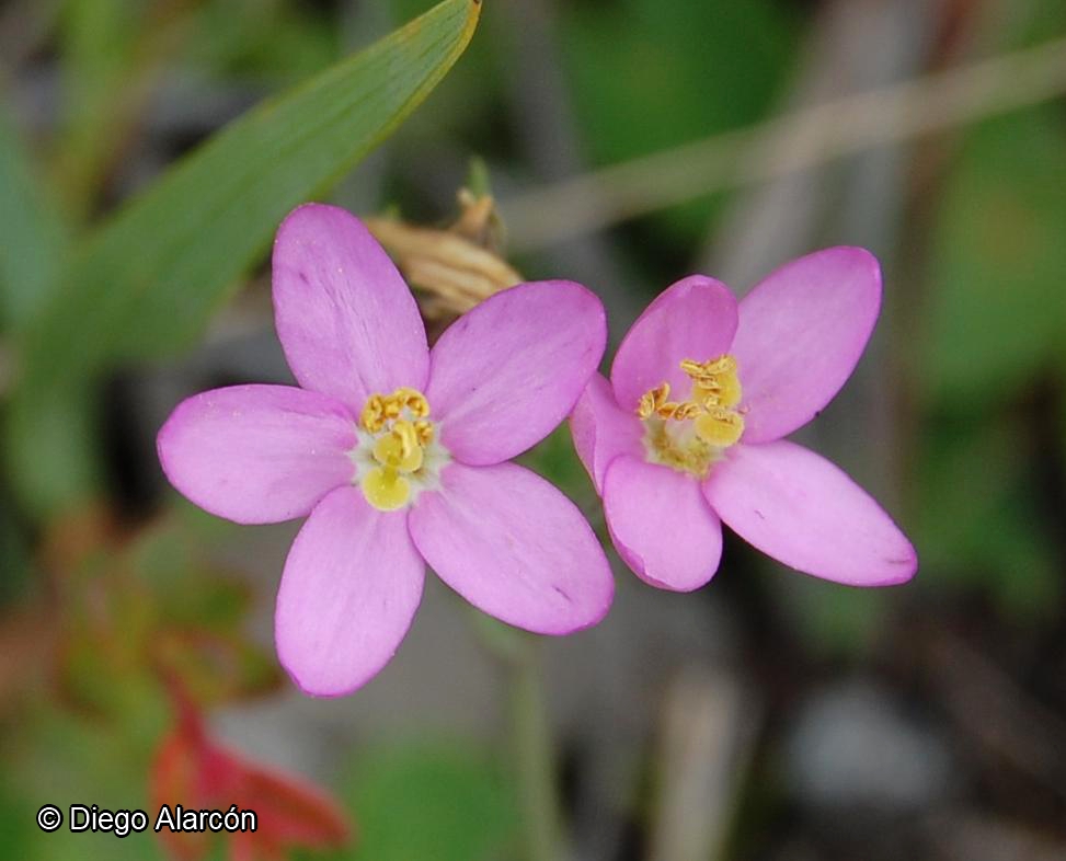 Centaurium cachanlahuen [Imagen de galería: 27468]