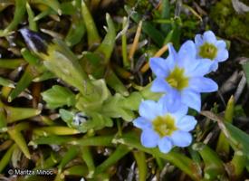 Gentiana gayi subsp. gayi [Imagen de galería: 27469]