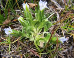 Gentiana gayi subsp. gayi [Imagen de galería: 27470]