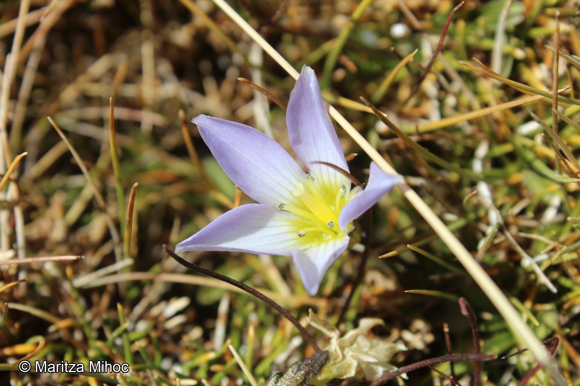 Gentianella coquimbensis [Imagen de galería: 27471]