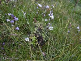 Gentianella magellanica [Imagen de galería: 27472]
