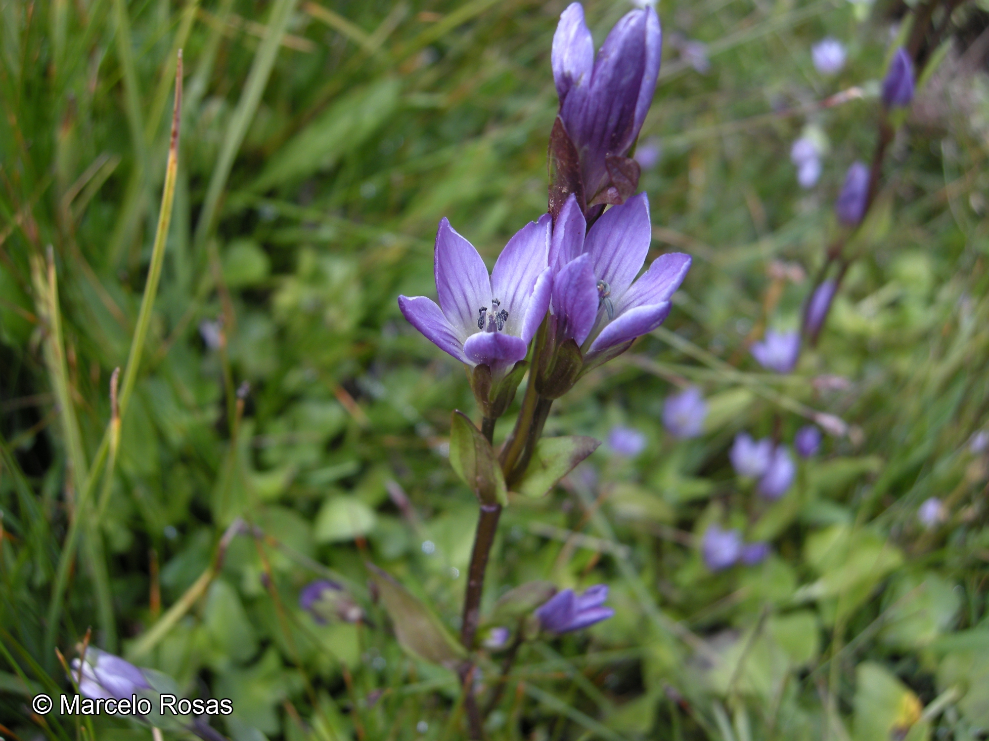 Gentianella magellanica [Imagen de galería: 27473]