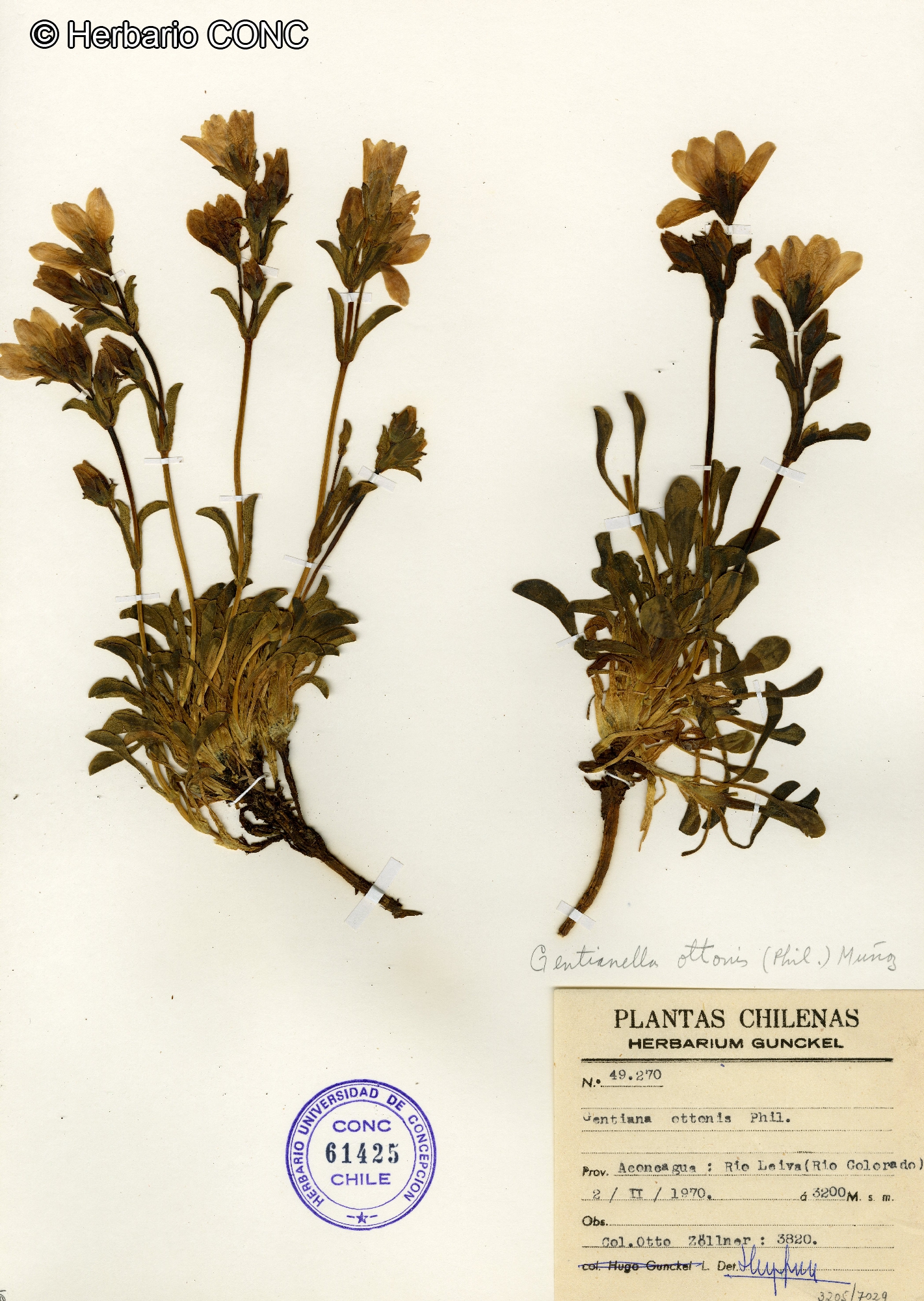 Gentianella ottonis [Imagen de galería: 27474]