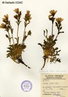 Gentianella ottonis [Imagen de galería: 27474]