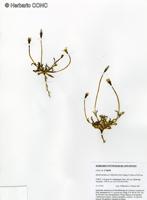 Gentianella tarapacana [Imagen de galería: 27475]