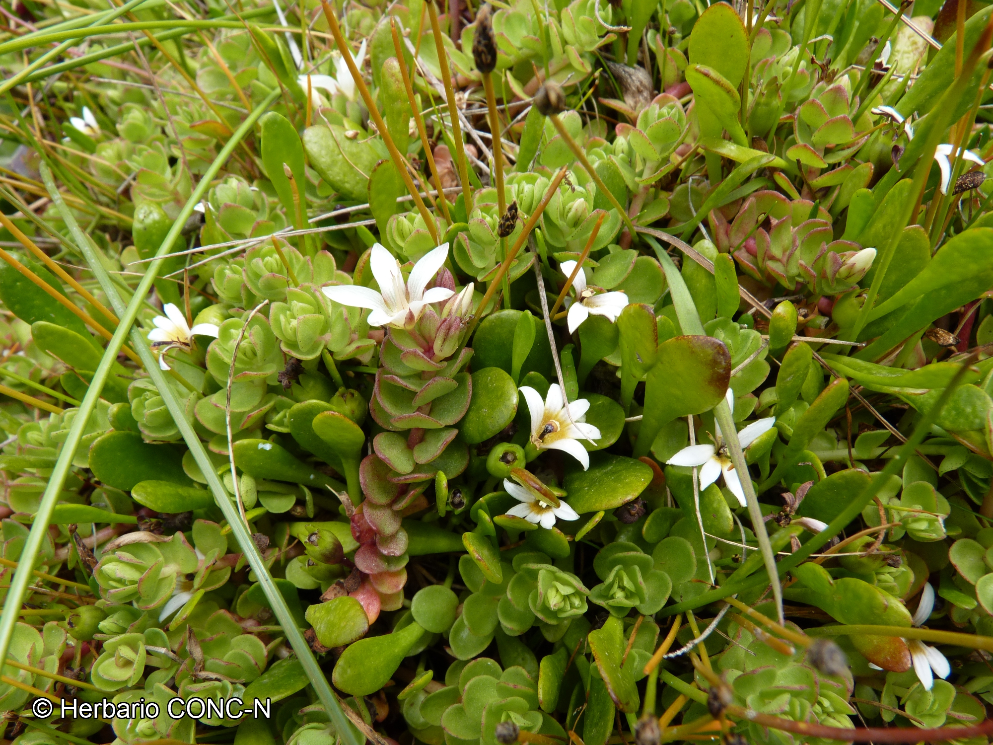 Goodenia radicans [Imagen de galería: 27962]