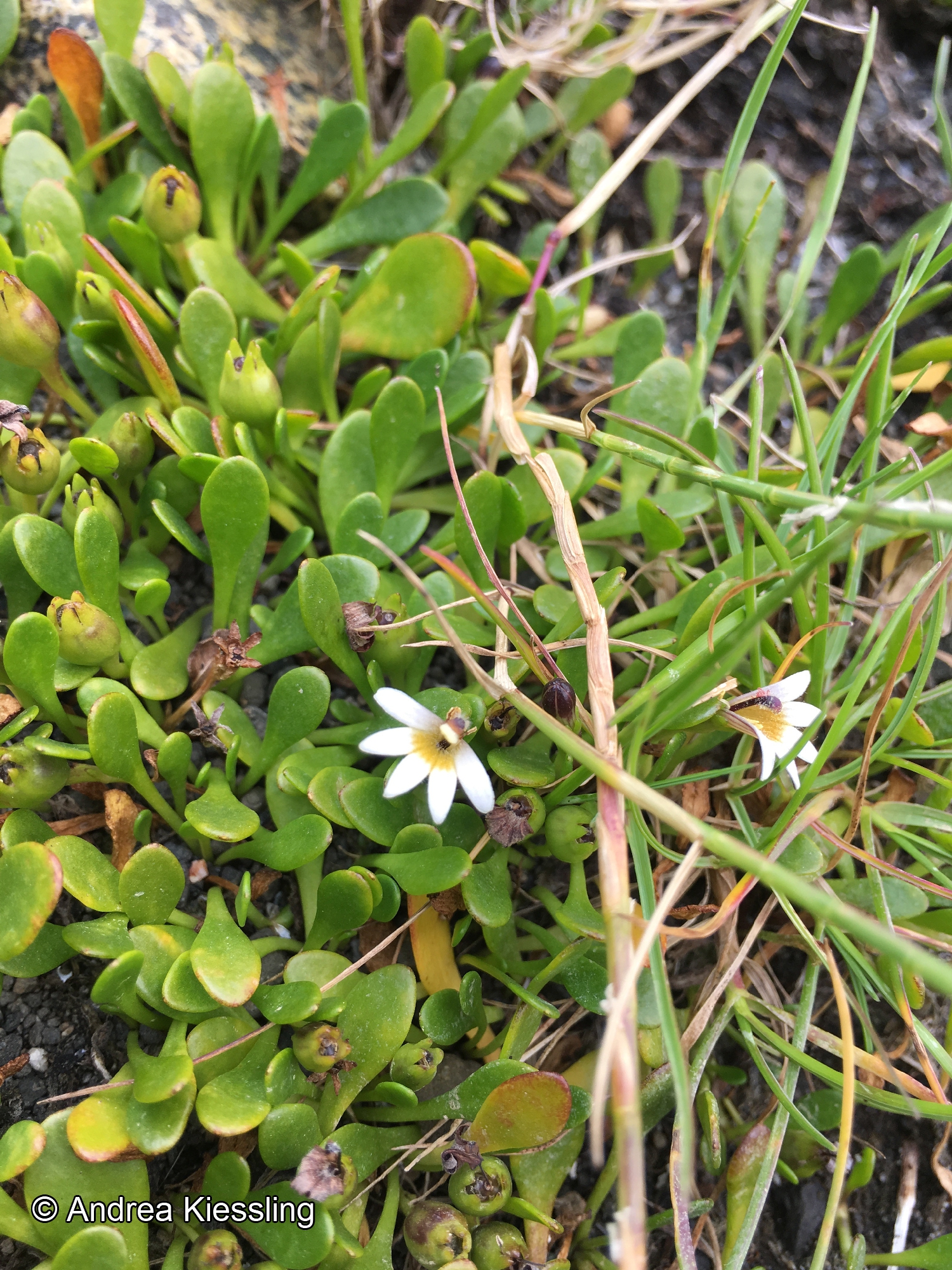 Goodenia radicans [Imagen de galería: 27963]