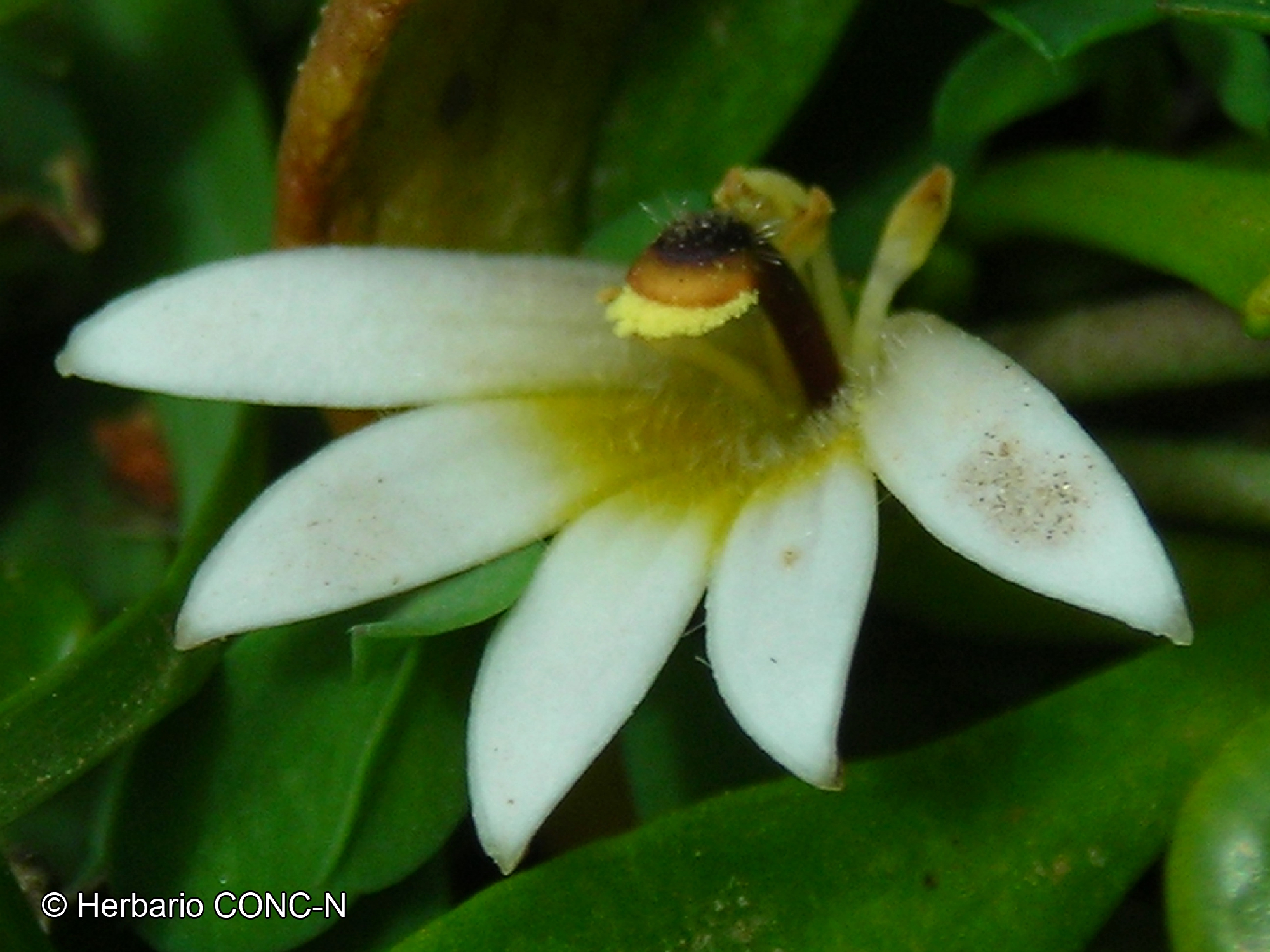 Goodenia radicans [Imagen de galería: 27964]