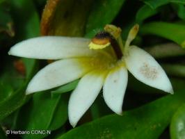 Goodenia radicans [Imagen de galería: 27964]