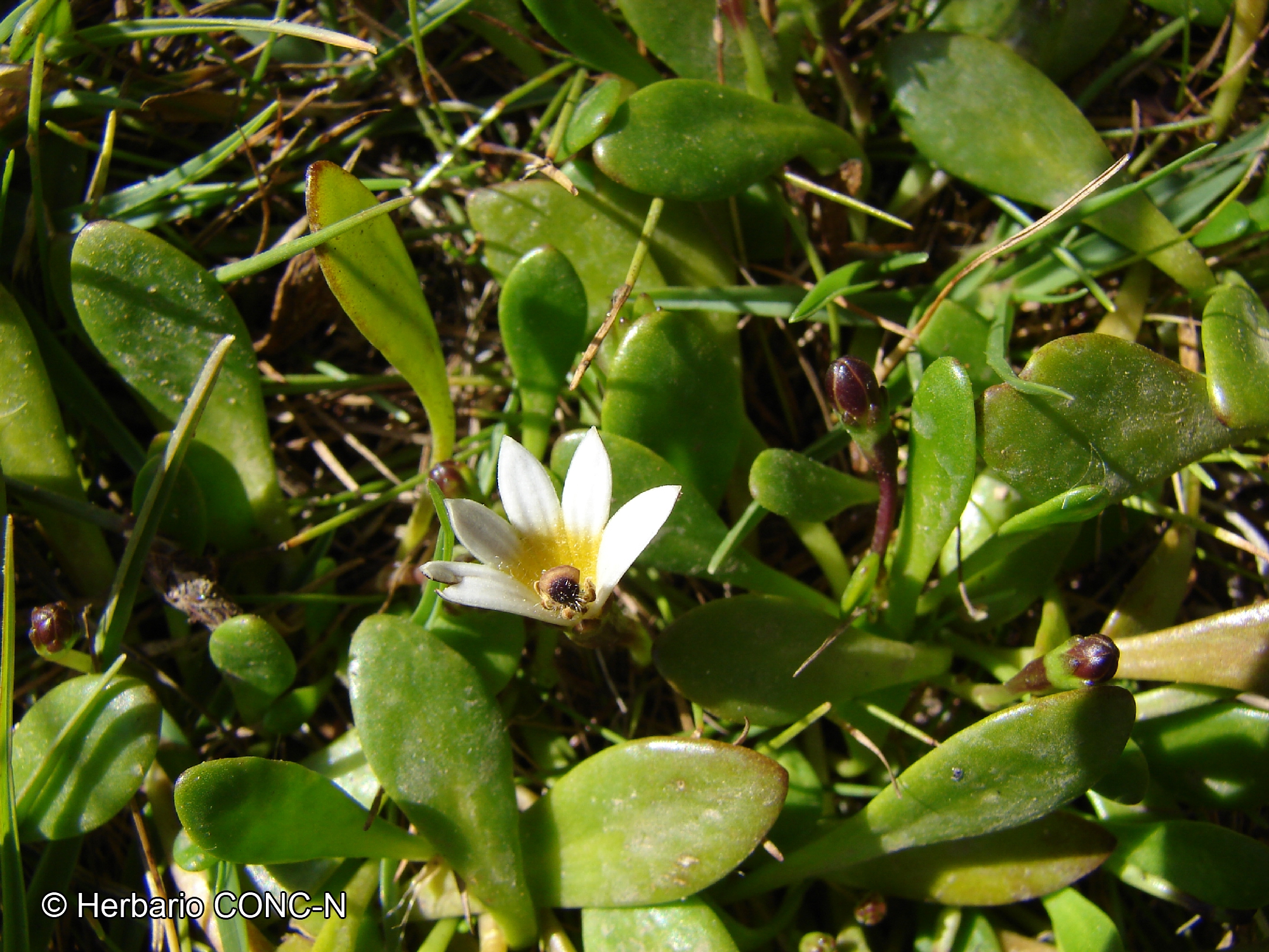 Goodenia radicans [Imagen de galería: 27965]