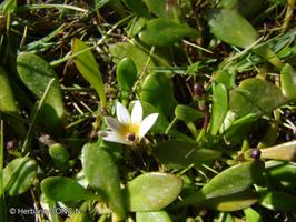 Goodenia radicans [Imagen de galería: 27965]