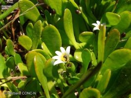 Goodenia radicans [Imagen de galería: 27966]
